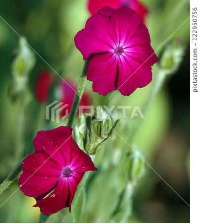 Lychnis coronata flowers close-up in the field 122950756