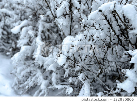 Close-up of snow-covered branches in a winter landscape Close-up of snow-covered branches in a winter landscape 122950806