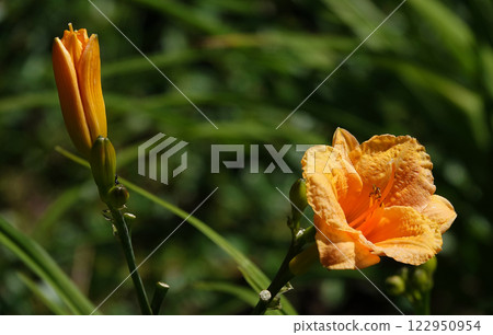 Flower Daylily yellow or Daylily is a herbaceous plant, family Asphodelaceae 122950954