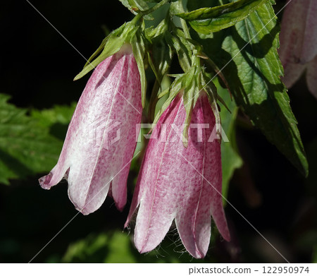 Bellflower Cherry Bells dotted flower plant is a plant, family Campanulaceae Bellflower Cherry Bells dotted flower plant is a plant, family Campanulaceae 122950974