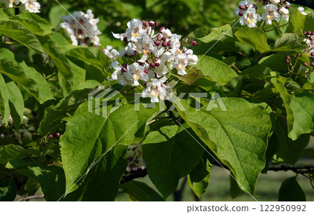 Flowers Catalpa bigoniaformes, Indian bean tree, common catalpa, siren-leaved catalpa, cigar tree, southern catalpa, Flowers Catalpa bigoniaformes, Indian bean tree, common catalpa, siren-leaved catalpa, cigar tree, southern catalpa, 122950992