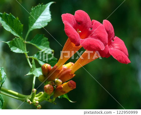 Campsis radicans flower is a large perennial deciduous vine with bright decorative flowers from the Bignoniaceae family. Campsis radicans flower is a large perennial deciduous vine with bright decorative flowers from the Bignoniaceae family. 122950999