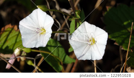 Flowers birch, bindweed, bindweed, dodder, dodder, fence entwining, bells, quiver, mouse fire, wicker, scatter, plumage, God's cup, wild hops Flowers birch, bindweed, bindweed, dodder, dodder, fence entwining, bells, quiver, mouse fire, wicker, scatter, plumage, God's cup, wild hops 122951028