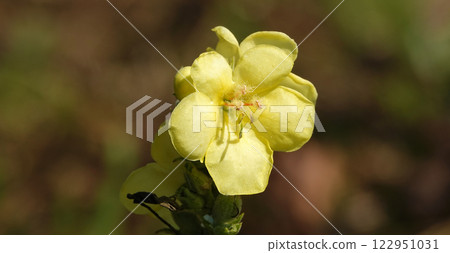 The flower Mullein or Bear's Ear or Verbascum is a biennial herbaceous medicinal plant, family Scrophulariaceae 122951031