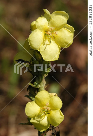 The flower Mullein or Bear's Ear or Verbascum is a biennial herbaceous medicinal plant, family Scrophulariaceae The flower Mullein or Bear's Ear or Verbascum is a biennial herbaceous medicinal plant, family Scrophulariaceae 122951032
