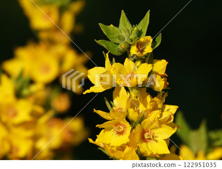 The flower Mullein or Bear's Ear or Verbascum is a biennial herbaceous medicinal plant, family Scrophulariaceae The flower Mullein or Bear's Ear or Verbascum is a biennial herbaceous medicinal plant, family Scrophulariaceae 122951035