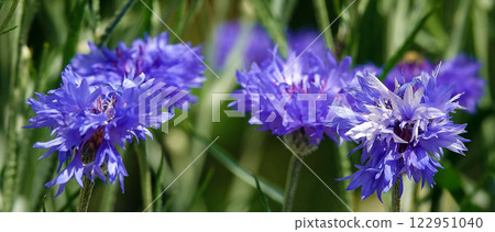 Flowers Cornflower blue or cornflower is an annual herbaceous meadow plant, a species of the genus Cornflower, the Valerian family 122951040