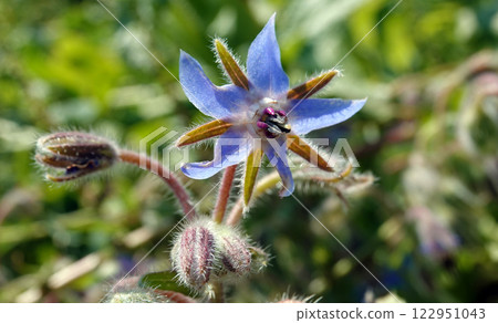 Flower Borage, or Borage grass, or Borage grass medicinal, or Borage, or Borage, or Borache, Borago officinalis flowering plants, genus Borage of the Borage family Boraginaceae Flower Borage, or Borage grass, or Borage grass medicinal, or Borage, or Borage, or Borache, Borago officinalis flowering plants, genus Borage of the Borage family Boraginaceae 122951043