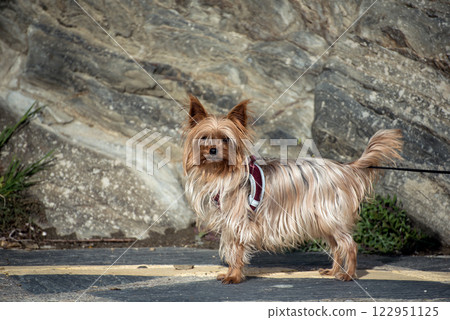 Portrait of yorkshire terrier dog standing in the street Portrait of yorkshire terrier dog standing in the street 122951125