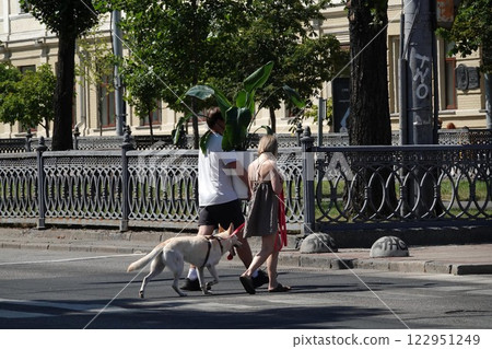 Kyiv, Ukraine July 6, 2024: A man walks with a huge Ficus plant in the city center in Kyiv Kyiv, Ukraine July 6, 2024: A man walks with a huge Ficus plant in the city center in Kyiv 122951249