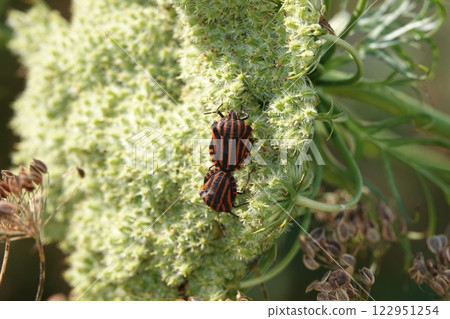 Insect beetle Shield bug or Graphosoma striped on a flower mating close-up 122951254