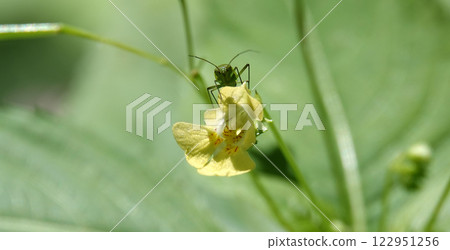 A close-up of a dragonfly sitting on a leaf 122951256