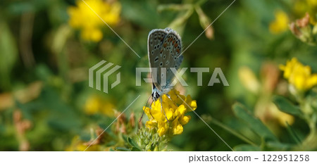 Butterfly Polyommatus icarus eats nectar with its proboscis eats nectar from flowers close-up 122951258