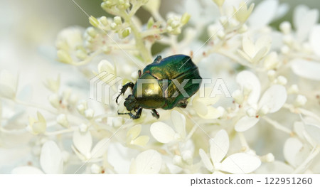 Insect beetle Golden Bronze beetle on the flower of the plant Spiraea japonica Insect beetle Golden Bronze beetle on the flower of the plant Spiraea japonica 122951260