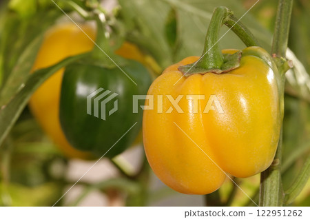 Yellow sweet pepper pod ripening fruits Yellow sweet pepper pod ripening fruits 122951262
