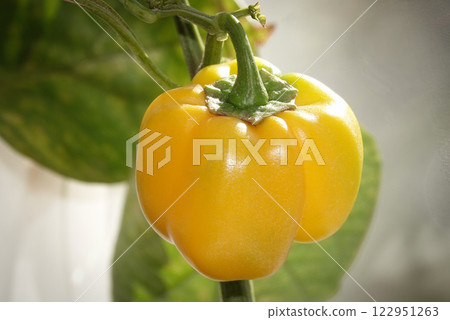 Yellow sweet pepper pod ripening fruits Yellow sweet pepper pod ripening fruits 122951263
