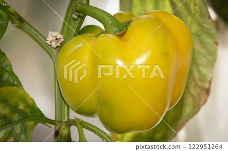 Yellow sweet pepper pod ripening fruits Yellow sweet pepper pod ripening fruits 122951264
