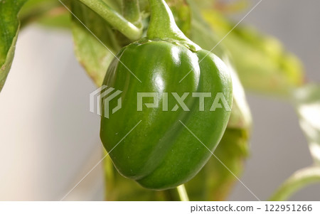 Yellow sweet pepper pod ripening fruits 122951266