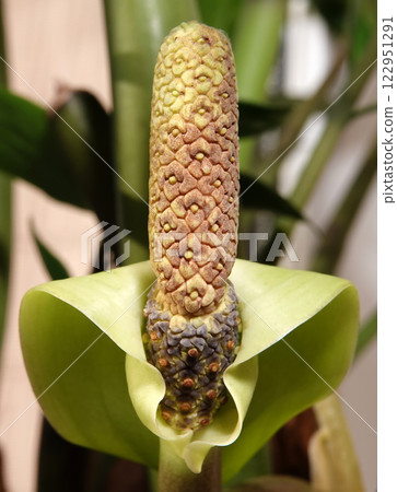 Zamioculcas is a houseplant during flowering, a monotypic genus of plants of the Araceae family, represented by a single species, Zamioculcas zamiifolia. 122951291