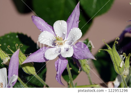 Flowers Aquilegia or Columbine close-up beautiful and delicate 122951296