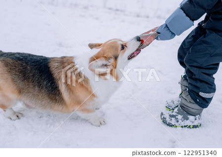 Corgi playing with a child in the snow. High quality photo Corgi playing with a child in the snow. High quality photo 122951340