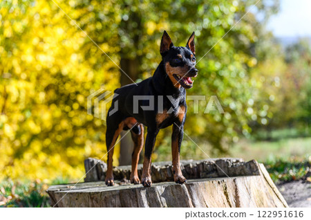A black and tan miniature pinscher dog standing on a tree stump in a park. 122951616