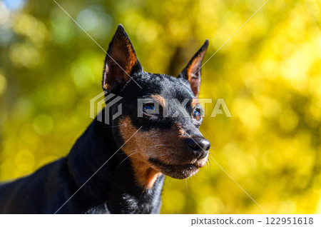 A close-up of miniature pinscher dog with perked ears, looking to the side. A close-up of miniature pinscher dog with perked ears, looking to the side. 122951618