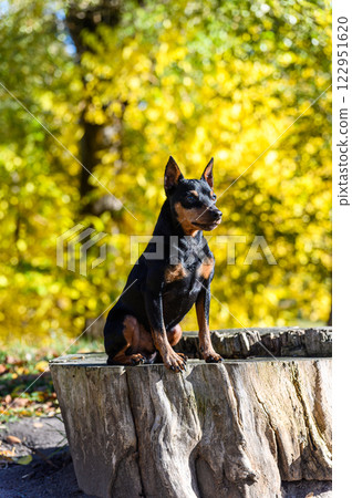A black and tan miniature pinscher dog sitting on a tree stump in a park. 122951620