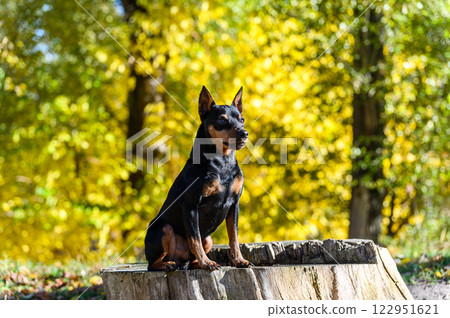 A black and tan miniature pinscher dog sitting on a tree stump in a park. A black and tan miniature pinscher dog sitting on a tree stump in a park. 122951621