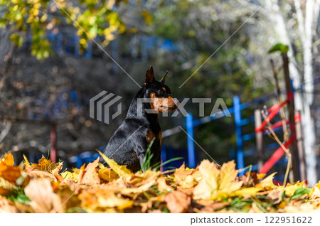 A miniature pinscher dog sits attentively on yellow autumn leaves in a park. A miniature pinscher dog sits attentively on yellow autumn leaves in a park. 122951622