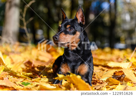 A miniature pinscher dog lying on bed of golden-yellow autumn leaves in a park. 122951626