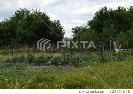 Vegetable garden with beds in a Ukrainian village Vegetable garden with beds in a Ukrainian village 122951638