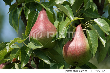 Ripe pear fruits on tree branches in summer 122951649