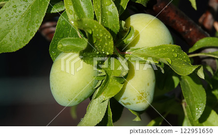 Plum fruits ripening on tree branches in summer under the sun Plum fruits ripening on tree branches in summer under the sun 122951650