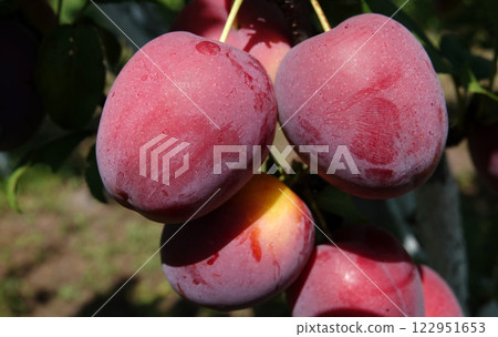Plum fruits ripening on tree branches in summer under the sun Plum fruits ripening on tree branches in summer under the sun 122951653