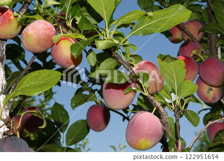 Plum fruits ripening on tree branches in summer under the sun 122951654