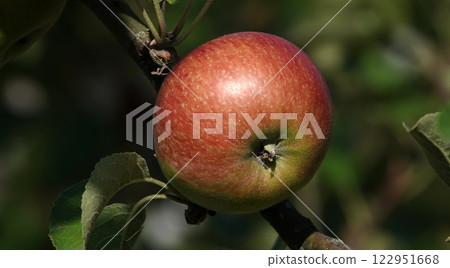 Apple fruits ripening on tree branches in summer under the sun 122951668