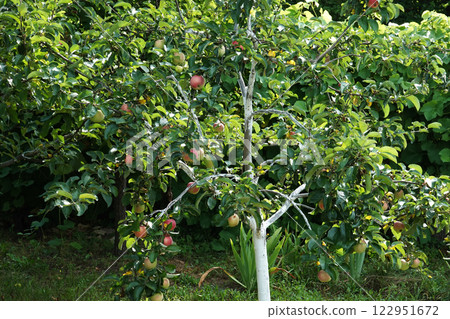 Apple fruits ripening on tree branches in summer under the sun 122951672