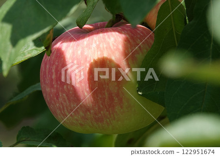 Apple fruits ripening on tree branches in summer under the sun Apple fruits ripening on tree branches in summer under the sun 122951674