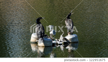 Black Cormorants sit on a switched-off fountain in a city park in Kyiv 122951675
