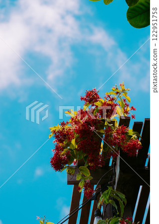 Vung Tau Beach with Blue Sky Flowers and Mother Mary Statue Scenic Coastal View with Coffee Shop Nearby High quality photo 122951758