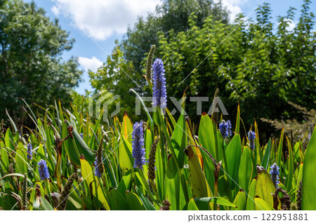 Park Ramat Hanadiv, Memorial Gardens of Baron Edmond de Rothschild, Zichron Yaakov, Israel. High quality photo 122951881