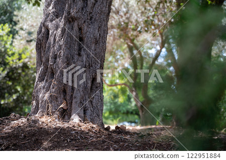 Park Ramat Hanadiv, Memorial Gardens of Baron Edmond de Rothschild, Zichron Yaakov, Israel. High quality photo 122951884
