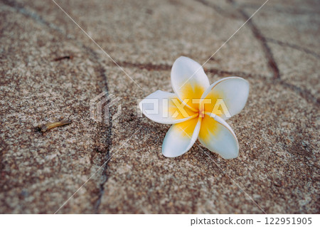Vung Tau Beach with Blue Sky Flowers and Mother Mary Statue Scenic Coastal View with Coffee Shop Nearby High quality photo Vung Tau Beach with Blue Sky Flowers and Mother Mary Statue Scenic Coastal View with Coffee Shop Nearby High quality photo 122951905