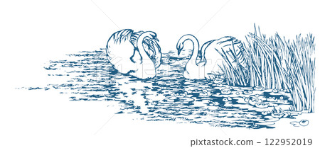 Vector drawing. Two swans in the park lake. 122952019