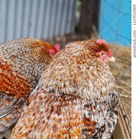 Cute red chicken in the barn 122952069