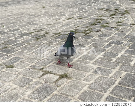 A pigeon strolling through a cobblestone square A pigeon strolling through a cobblestone square 122952075