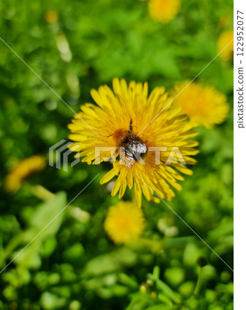 Cute bumblebee on the yellow flower Cute bumblebee on the yellow flower 122952077
