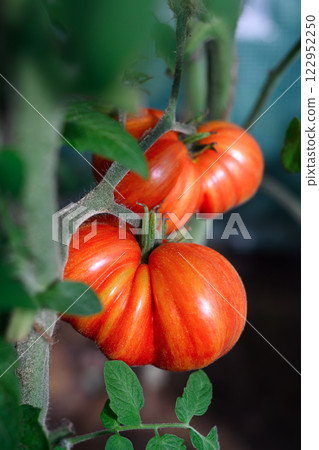Close up of two big ripe red tomatoes Close up of two big ripe red tomatoes 122952250