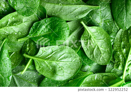 Close-up of fresh spinach leaves with water drops Close-up of fresh spinach leaves with water drops 122952252